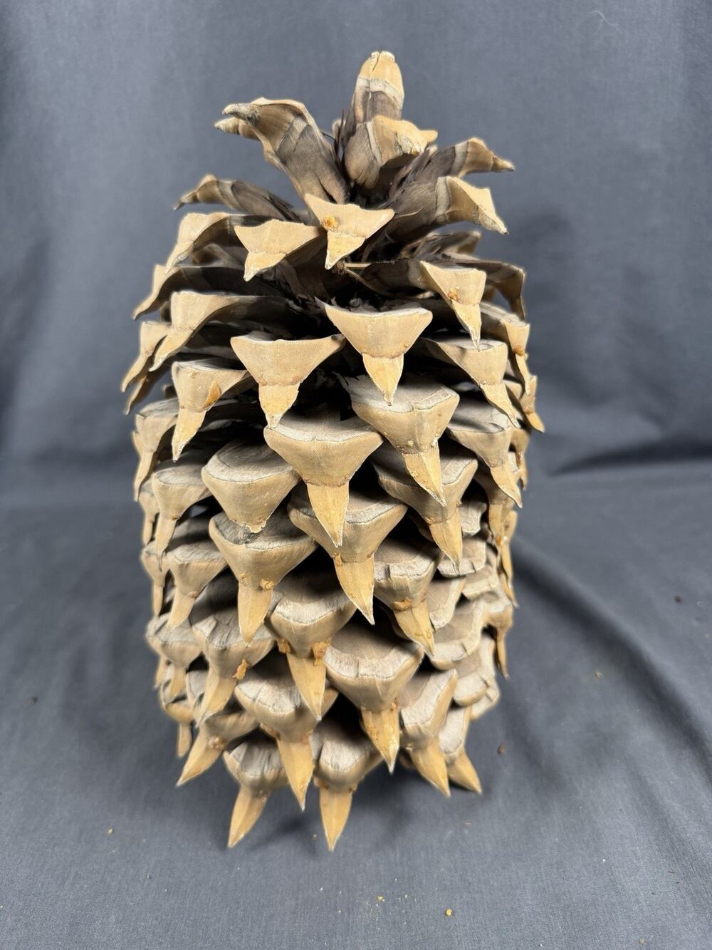 Giant Widow Maker 12” Coulter Pine Pinecone Freestanding Foraged In So. Cal.